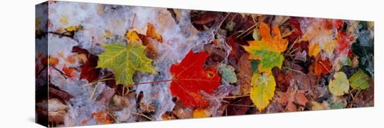 Frost on Leaves, Vermont, USA-null-Stretched Canvas