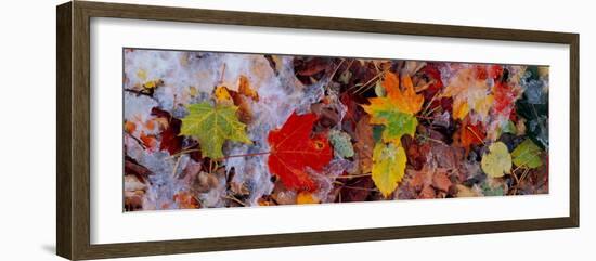 Frost on Leaves, Vermont, USA-null-Framed Photographic Print