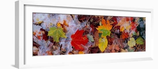 Frost on Leaves, Vermont, USA-null-Framed Photographic Print