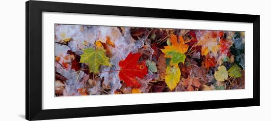 Frost on Leaves, Vermont, USA-null-Framed Photographic Print