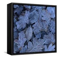 Frost on Leaves-John Miller-Framed Stretched Canvas