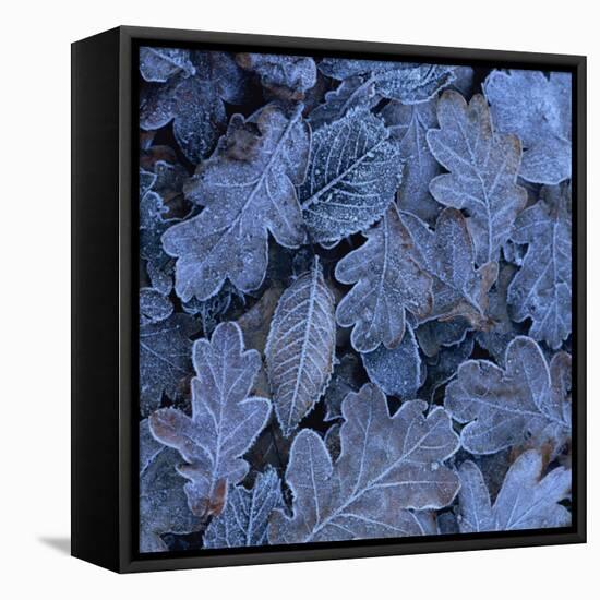 Frost on Leaves-John Miller-Framed Stretched Canvas