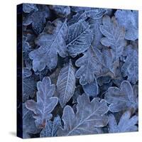 Frost on Leaves-John Miller-Stretched Canvas