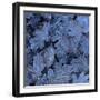 Frost on Leaves-John Miller-Framed Premium Photographic Print