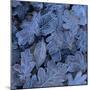 Frost on Leaves-John Miller-Mounted Premium Photographic Print