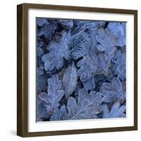 Frost on Leaves-John Miller-Framed Photographic Print