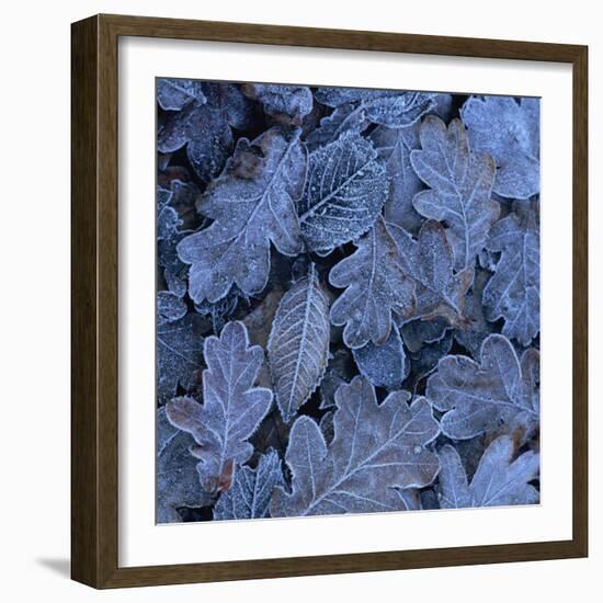 Frost on Leaves-John Miller-Framed Photographic Print