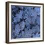 Frost on Leaves-John Miller-Framed Photographic Print
