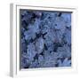 Frost on Leaves-John Miller-Framed Photographic Print