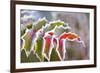 Frost on Leaves-Craig Tuttle-Framed Photographic Print