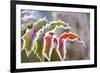 Frost on Leaves-Craig Tuttle-Framed Photographic Print