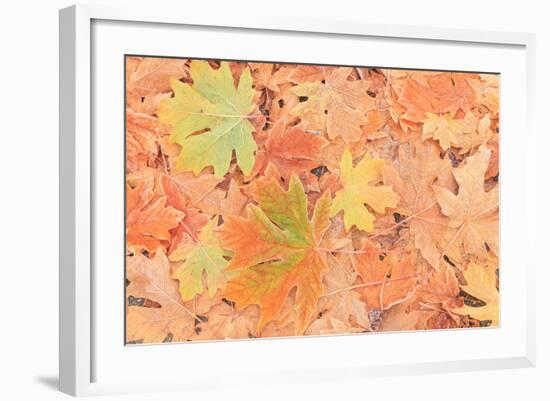 Frost on Maple Leaves, Mill Creek, Wa, USA-Stuart Westmorland-Framed Photographic Print