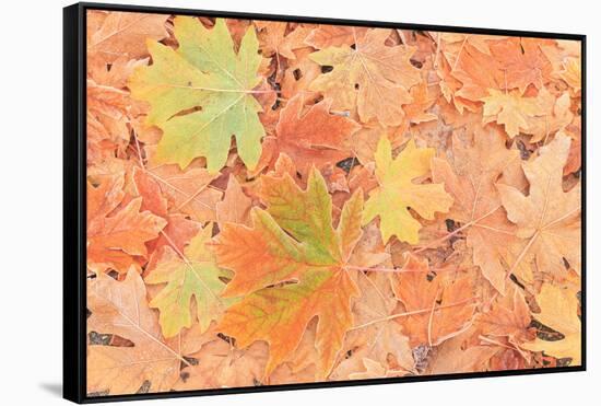 Frost on Maple Leaves, Mill Creek, Wa, USA-Stuart Westmorland-Framed Stretched Canvas