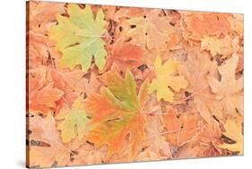 Frost on Maple Leaves, Mill Creek, Wa, USA-Stuart Westmorland-Stretched Canvas