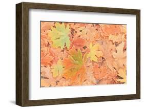 Frost on Maple Leaves, Mill Creek, Wa, USA-Stuart Westmorland-Framed Photographic Print