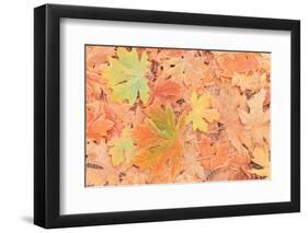 Frost on Maple Leaves, Mill Creek, Wa, USA-Stuart Westmorland-Framed Photographic Print