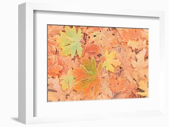 Frost on Maple Leaves, Mill Creek, Wa, USA-Stuart Westmorland-Framed Photographic Print