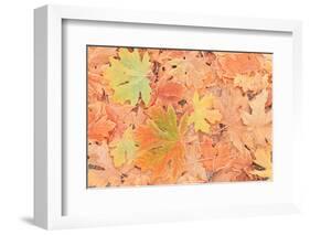 Frost on Maple Leaves, Mill Creek, Wa, USA-Stuart Westmorland-Framed Photographic Print