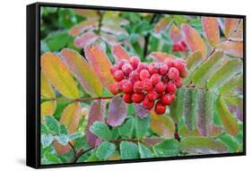 Frost on Mountain Ash berries, Mount Rainier National Park, Washington State, USA-Russ Bishop-Framed Stretched Canvas