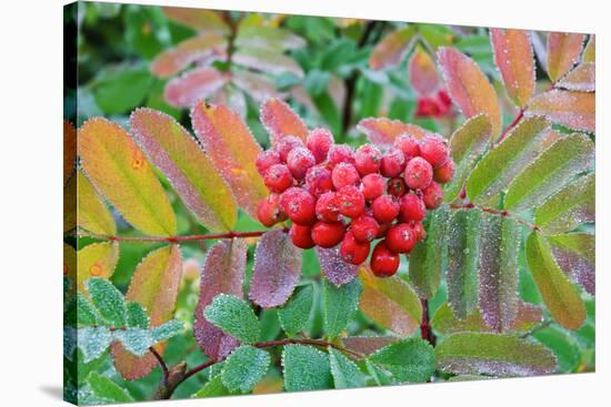 Frost on Mountain Ash berries, Mount Rainier National Park, Washington State, USA-Russ Bishop-Stretched Canvas