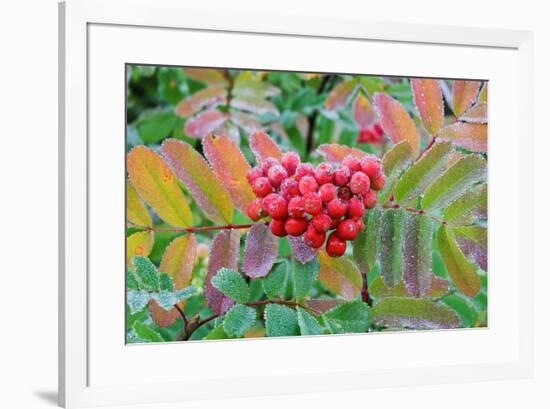 Frost on Mountain Ash berries, Mount Rainier National Park, Washington State, USA-Russ Bishop-Framed Photographic Print