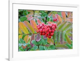 Frost on Mountain Ash berries, Mount Rainier National Park, Washington State, USA-Russ Bishop-Framed Photographic Print