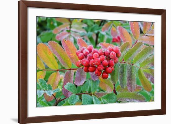 Frost on Mountain Ash berries, Mount Rainier National Park, Washington State, USA-Russ Bishop-Framed Photographic Print