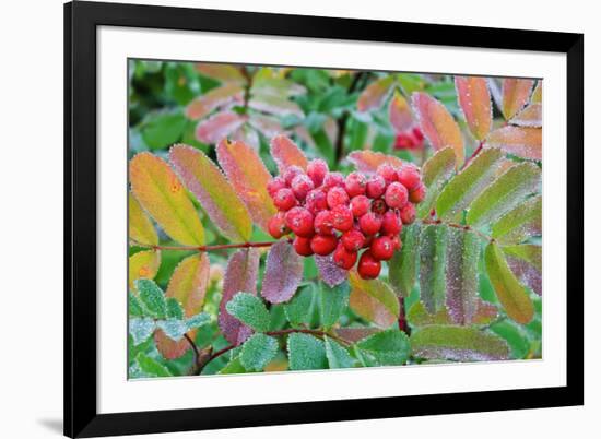 Frost on Mountain Ash berries, Mount Rainier National Park, Washington State, USA-Russ Bishop-Framed Photographic Print