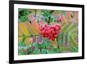 Frost on Mountain Ash berries, Mount Rainier National Park, Washington State, USA-Russ Bishop-Framed Photographic Print