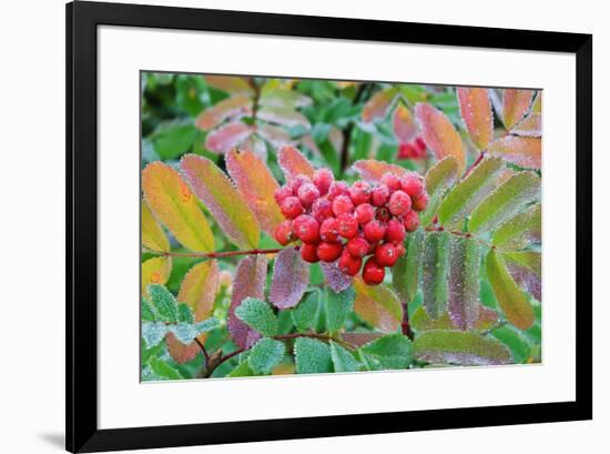 Frost on Mountain Ash berries, Mount Rainier National Park, Washington State, USA-Russ Bishop-Framed Photographic Print