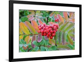 Frost on Mountain Ash berries, Mount Rainier National Park, Washington State, USA-Russ Bishop-Framed Photographic Print