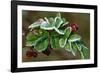 Frost On Multiflora Rose Plant With Berries-Panoramic Images-Framed Photographic Print