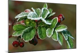 Frost On Multiflora Rose Plant With Berries-Panoramic Images-Mounted Photographic Print