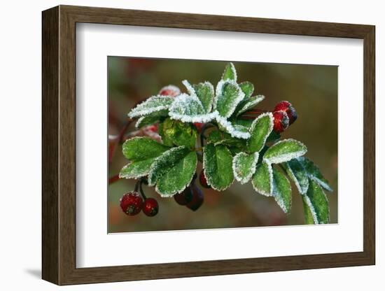 Frost On Multiflora Rose Plant With Berries-Panoramic Images-Framed Photographic Print