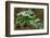 Frost On Multiflora Rose Plant With Berries-Panoramic Images-Framed Photographic Print