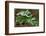 Frost On Multiflora Rose Plant With Berries-Panoramic Images-Framed Photographic Print