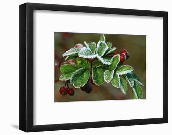 Frost On Multiflora Rose Plant With Berries-Panoramic Images-Framed Photographic Print