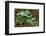 Frost On Multiflora Rose Plant With Berries-Panoramic Images-Framed Photographic Print