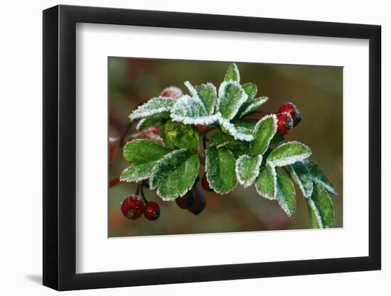 Frost On Multiflora Rose Plant With Berries-Panoramic Images-Framed Photographic Print