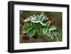 Frost On Multiflora Rose Plant With Berries-Panoramic Images-Framed Photographic Print