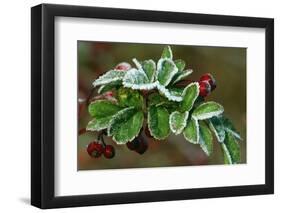 Frost On Multiflora Rose Plant With Berries-Panoramic Images-Framed Photographic Print
