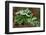 Frost On Multiflora Rose Plant With Berries-Panoramic Images-Framed Photographic Print