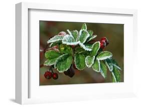 Frost On Multiflora Rose Plant With Berries-Panoramic Images-Framed Photographic Print