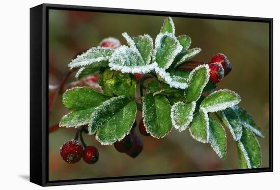 Frost On Multiflora Rose Plant With Berries-Panoramic Images-Framed Stretched Canvas