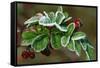 Frost On Multiflora Rose Plant With Berries-Panoramic Images-Framed Stretched Canvas