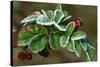 Frost On Multiflora Rose Plant With Berries-Panoramic Images-Stretched Canvas