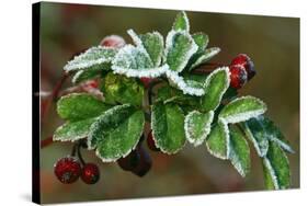 Frost On Multiflora Rose Plant With Berries-Panoramic Images-Stretched Canvas