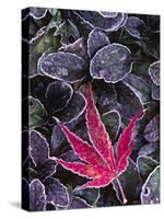 Frost on Ornamental Maple Leaf, Seattle, Washington, USA-Charles Sleicher-Stretched Canvas