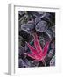 Frost on Ornamental Maple Leaf, Seattle, Washington, USA-Charles Sleicher-Framed Photographic Print