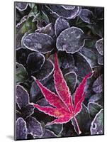 Frost on Ornamental Maple Leaf, Seattle, Washington, USA-Charles Sleicher-Mounted Photographic Print